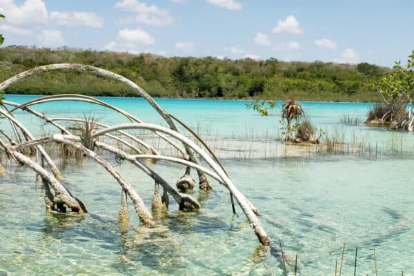 Ecosistemas De Quintana Roo Los Conoces Info Quintana Roo