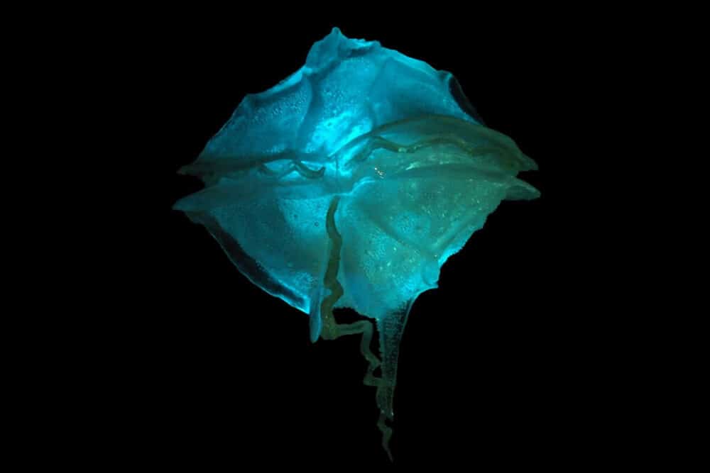 Bioluminiscencia en Holbox - Dinoflagelado