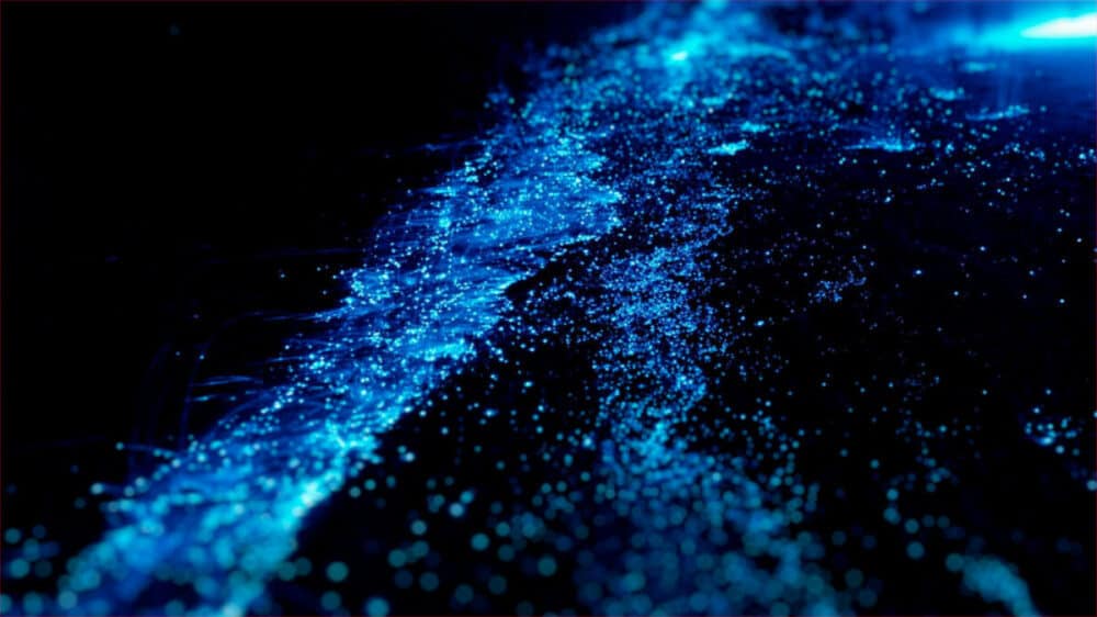 Bioluminiscencia en Holbox - microorganismos bioluminiscentes