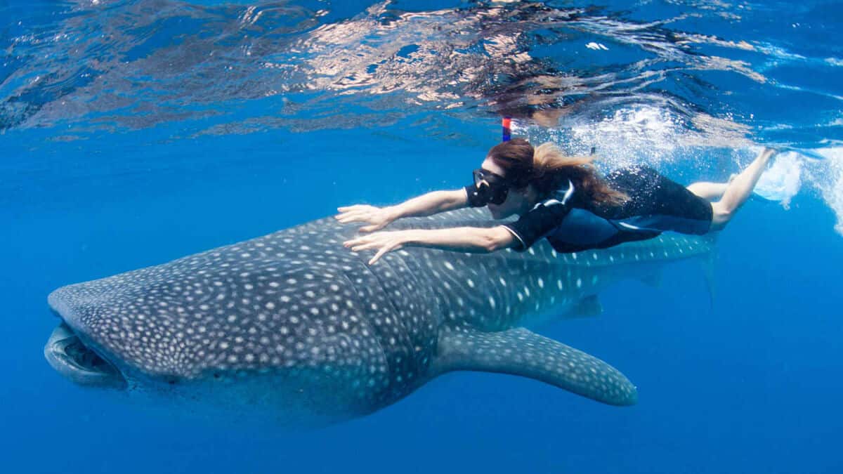 Tiburón Ballena Holbox – Una experiencia increíble - Info Quintana Roo