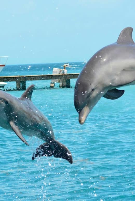 Dolphin Discovery - Delfines saltando