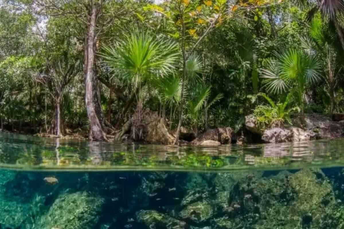 Cenote Chikin Ha - Qué saber antes de acudir al Cenote Chikin Ha