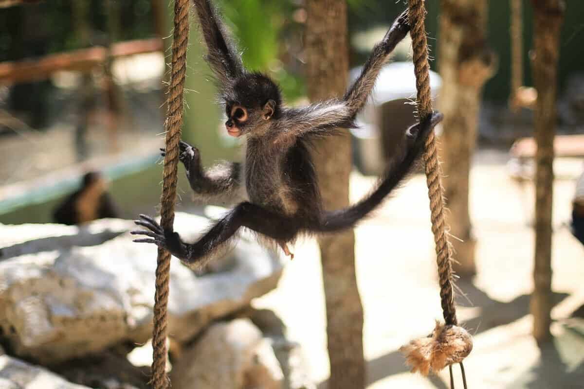 Santuario de los monos - Cómo llegar al Santuario de los monos