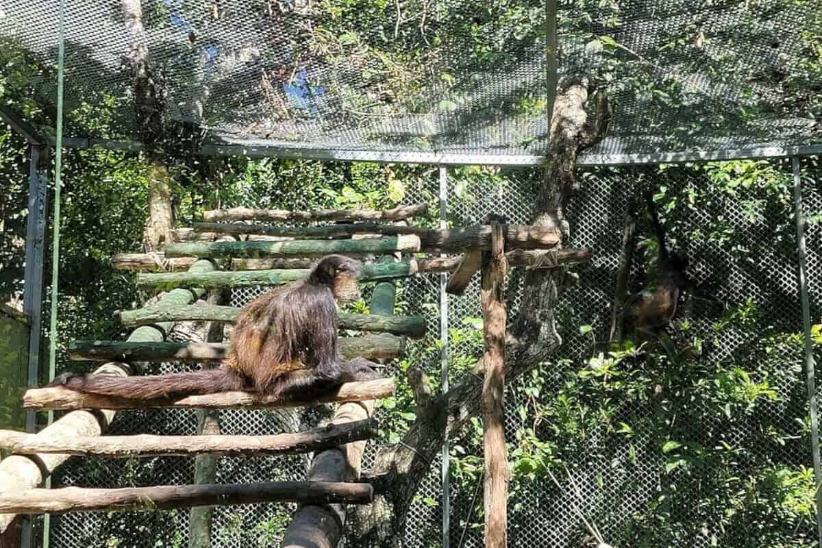 Santuario de los monos - Un extra en el Santuario de los monos