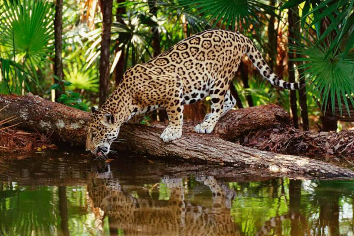 Xcaret Actividades - La fauna tropical junto a la Isla de los Jaguares