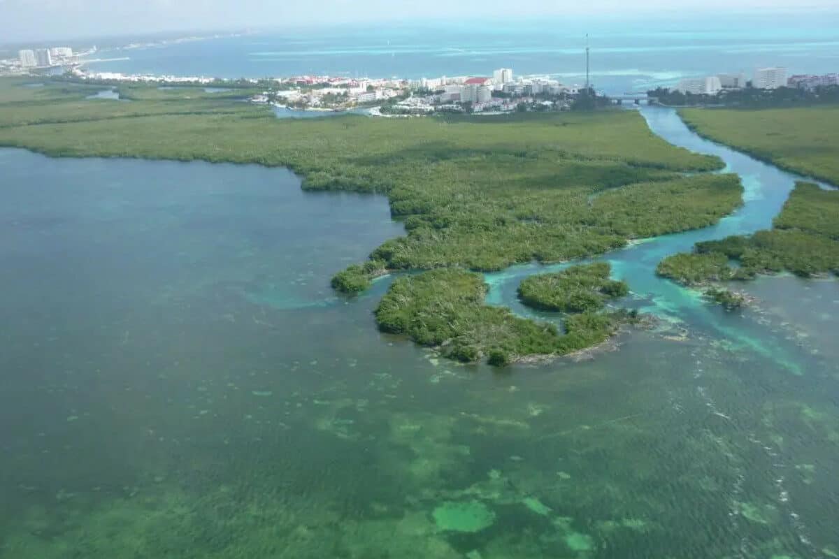 Lagunas de Cancún- La Flora y la Fauna en Nichupté, las Lagunas de Cancún
