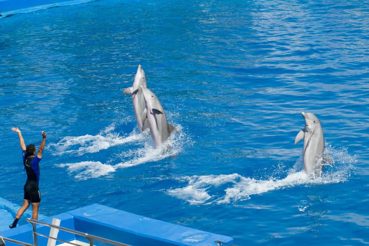 Nado con delfines en Cancún - Compañía de nado con delfines en Cancún