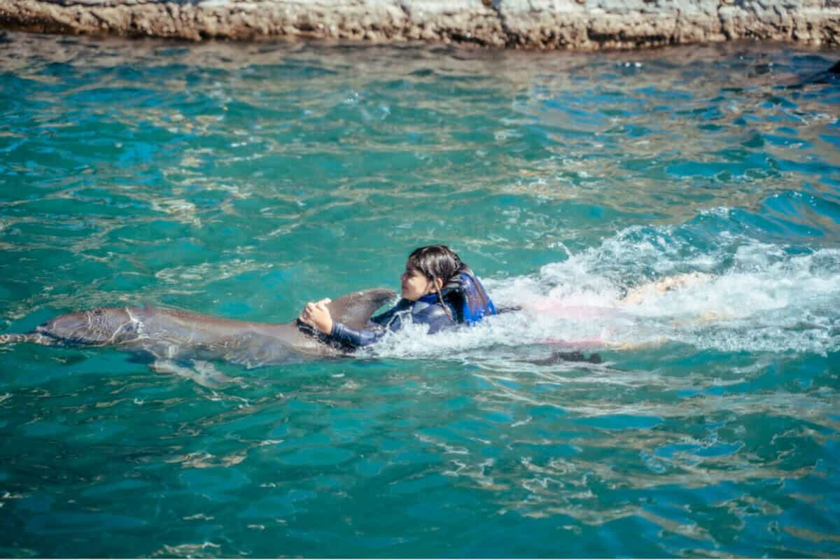 Nado con delfines en Cancún - Qué saber del nado con delfines 
