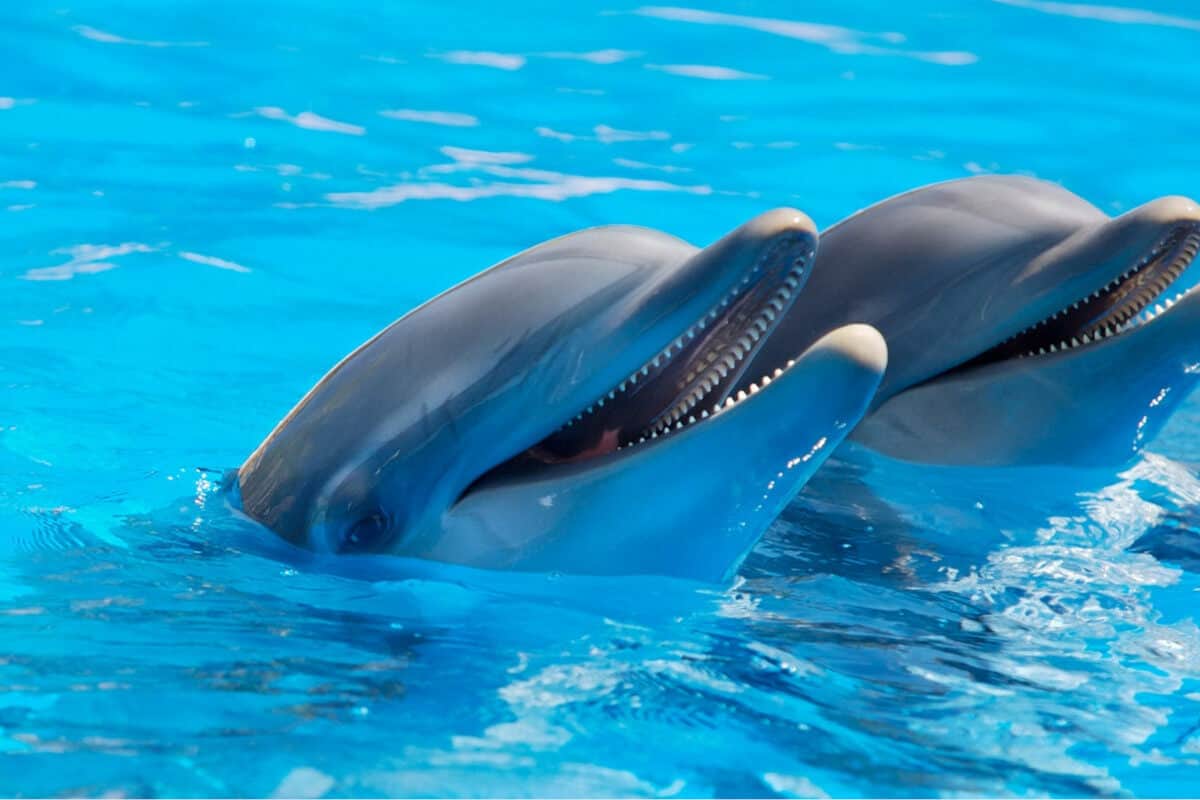Nado con delfines en Cancún - Recomendaciones finales 