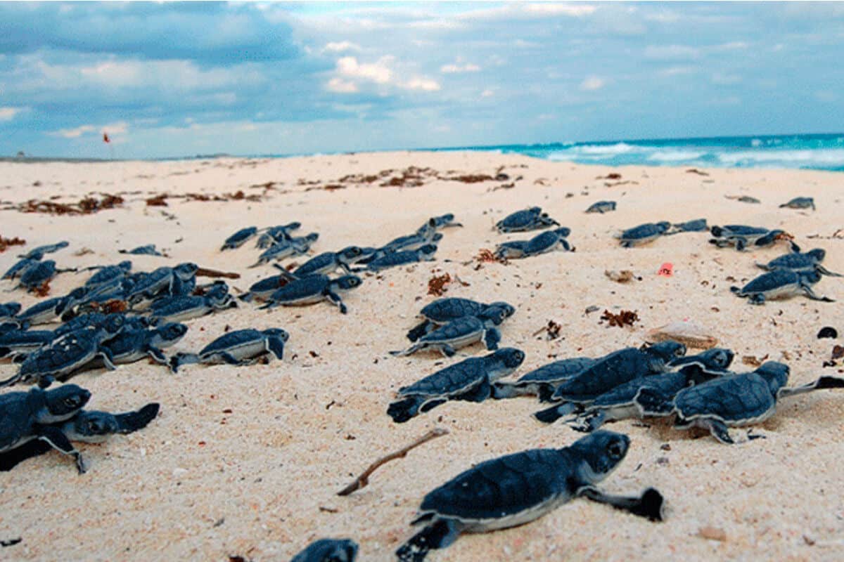 Ecosistemas de Quintana Roo - El Santuario de la Tortuga Marina