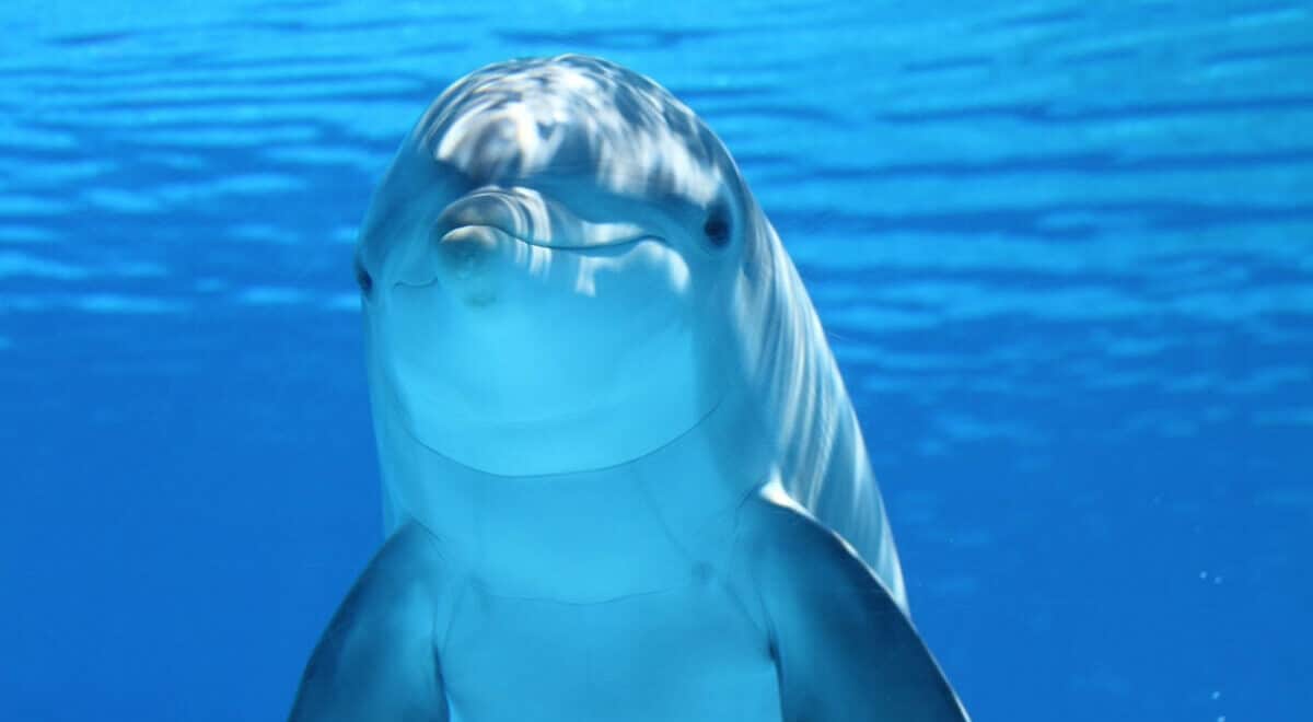 Datos curiosos de los delfines