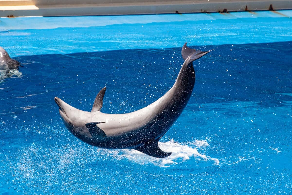 Datos curiosos de los delfines - La aleta es su centro de equilibrio