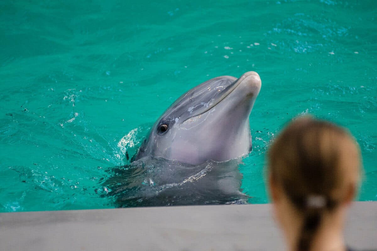 Datos curiosos de los delfines - Los delfines no cuentan con sentido del olfato