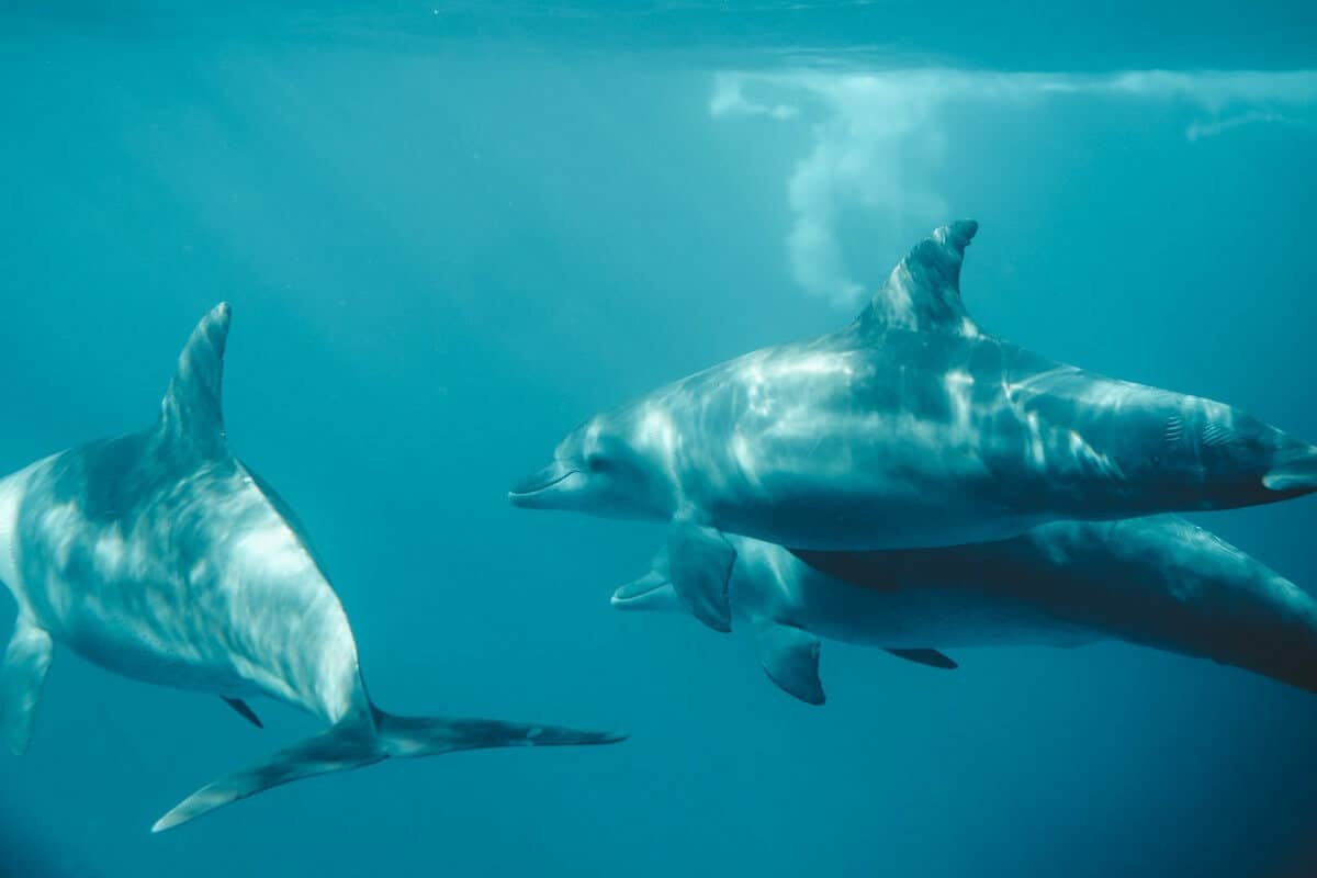 Datos curiosos de los delfines - No nadan más allá de 300 metros