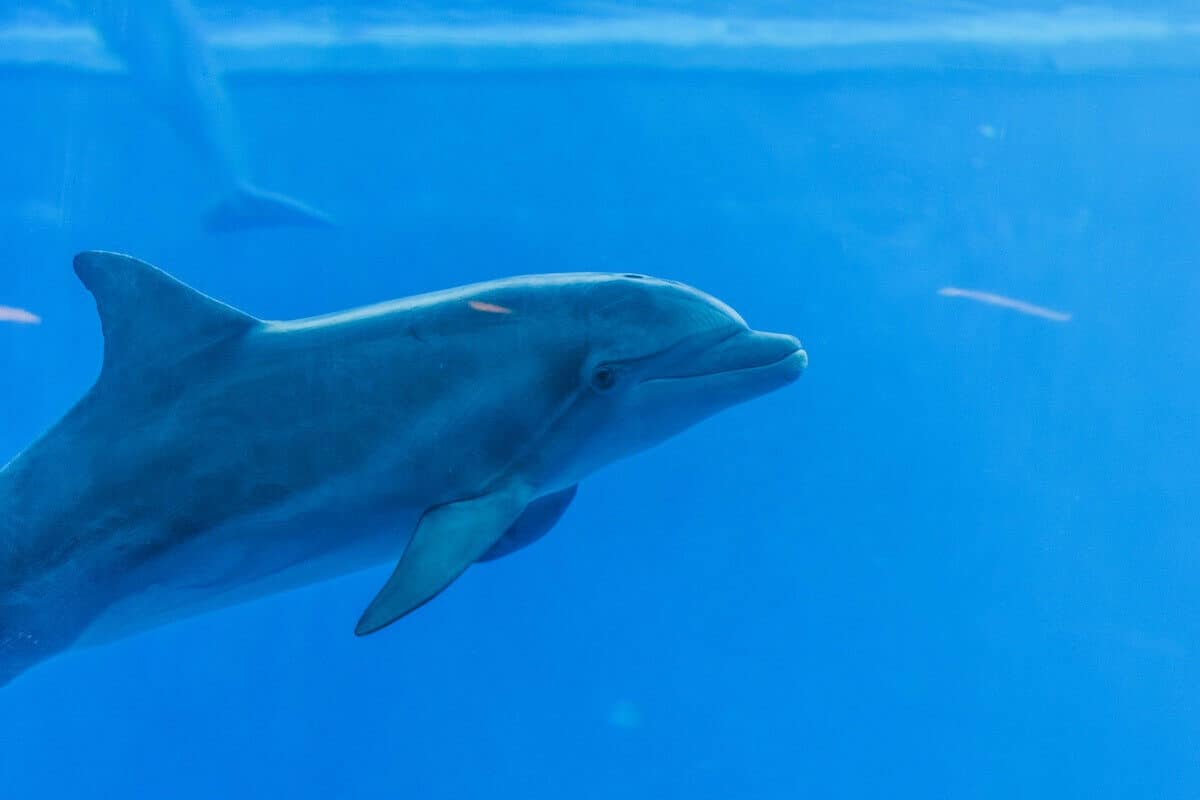 Datos curiosos de los delfines - Qué son los delfines