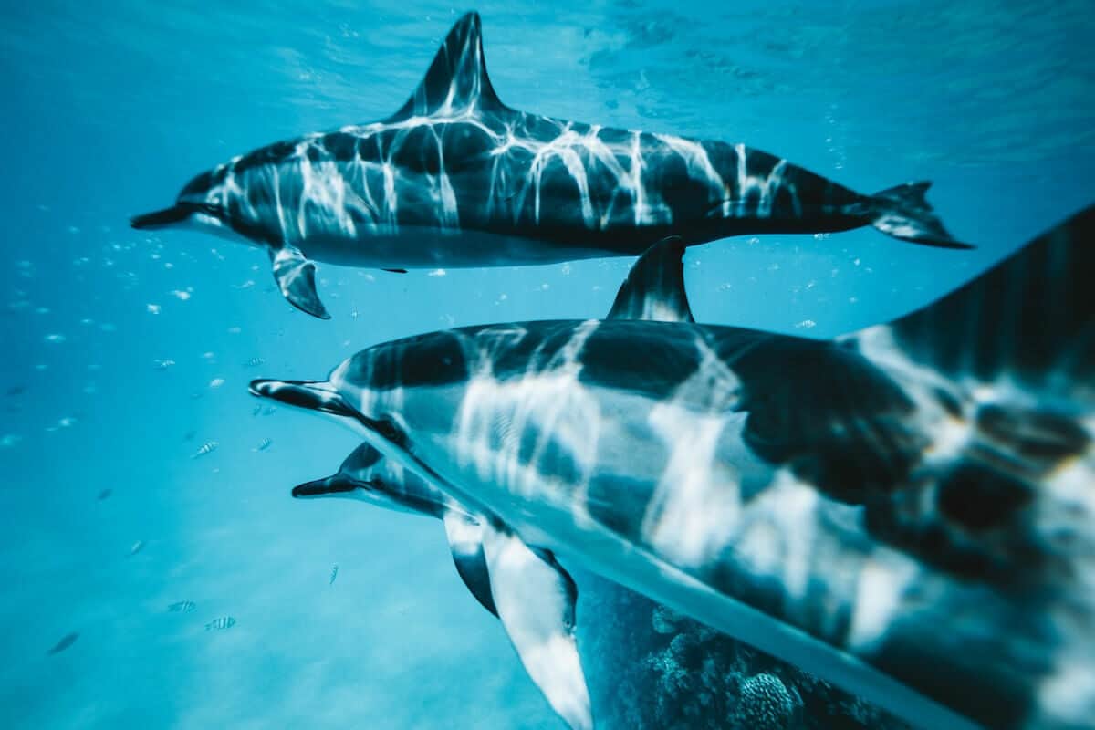 Datos curiosos de los delfines - Sobreviven en grupo