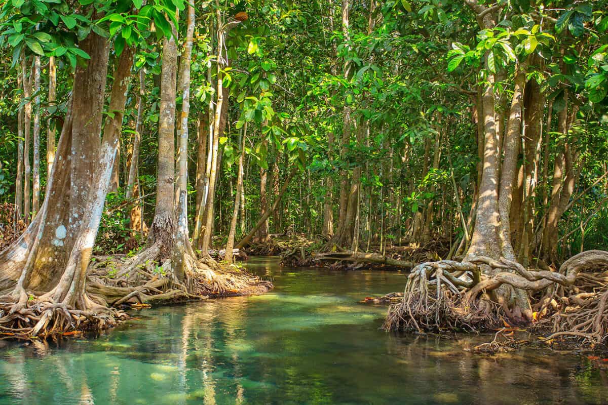 Flora y fauna de Quintana Roo - El mangle