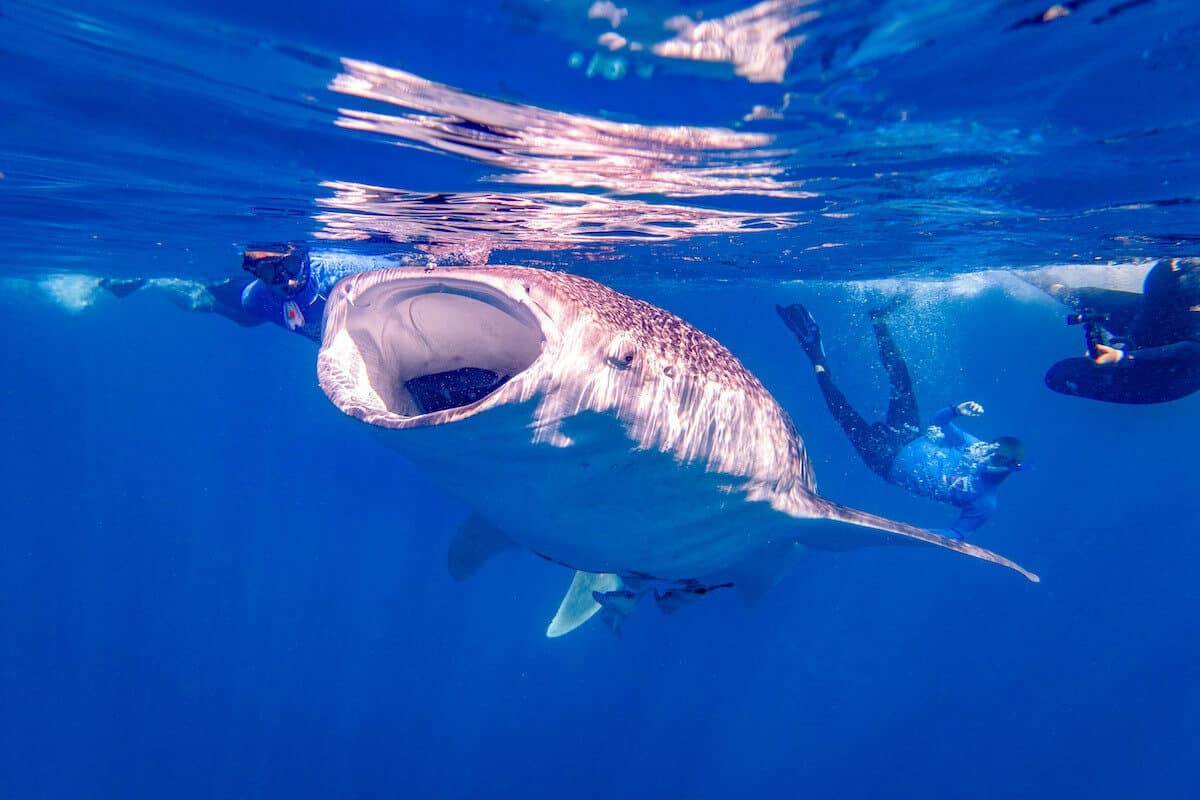 Flora y fauna de Quintana Roo - El tiburón ballena