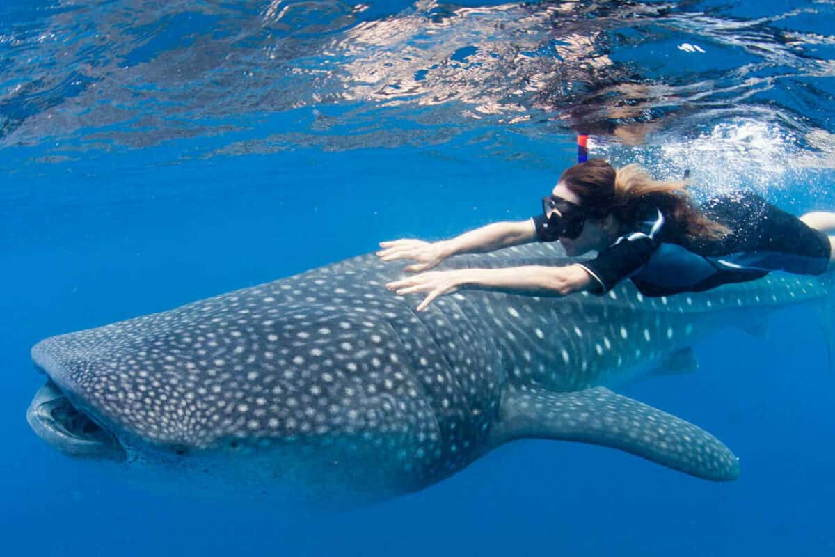 Tiburones en Cancún - Dónde realizar nado con tiburones