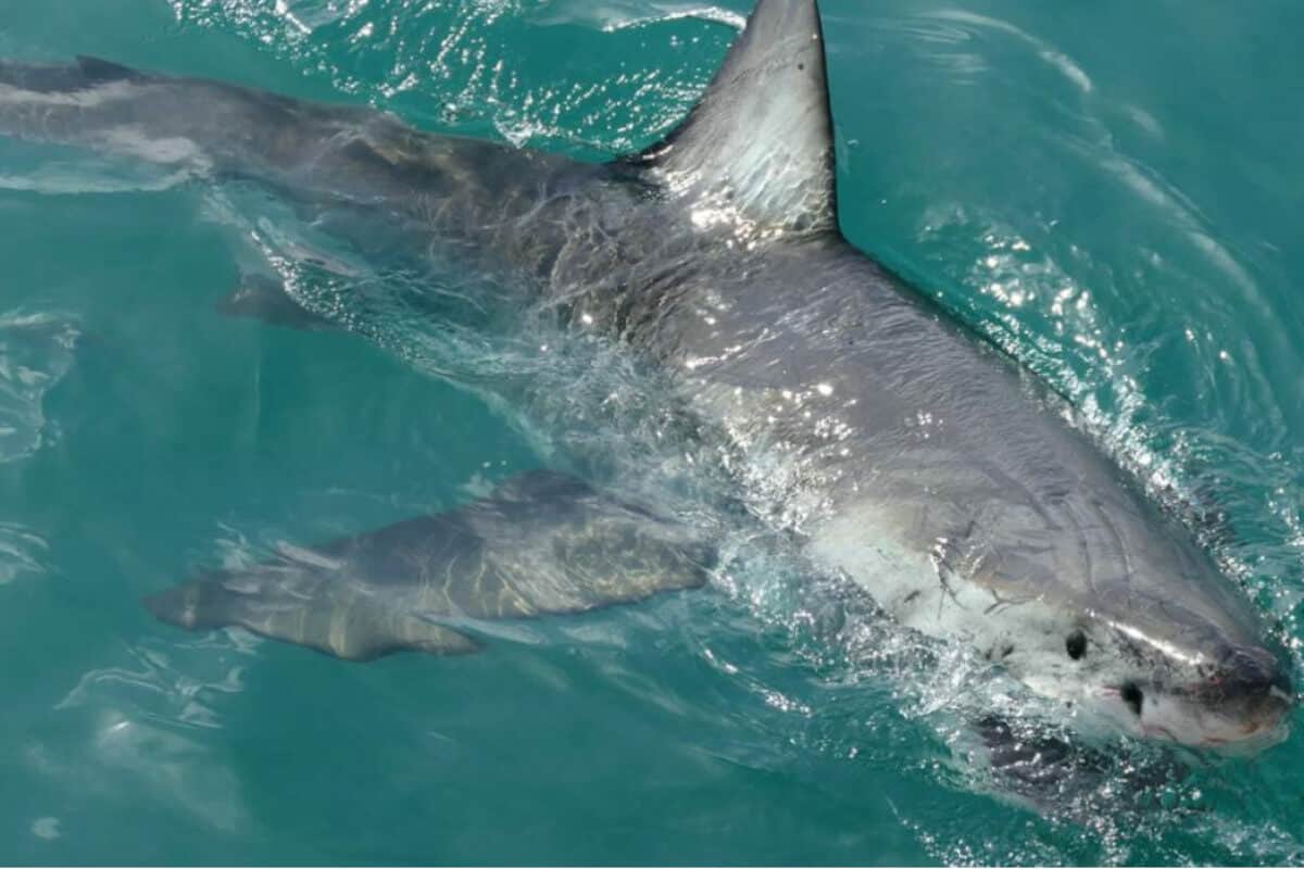 Tiburones en Cancún - En qué consiste el nado con tiburones en Cancún