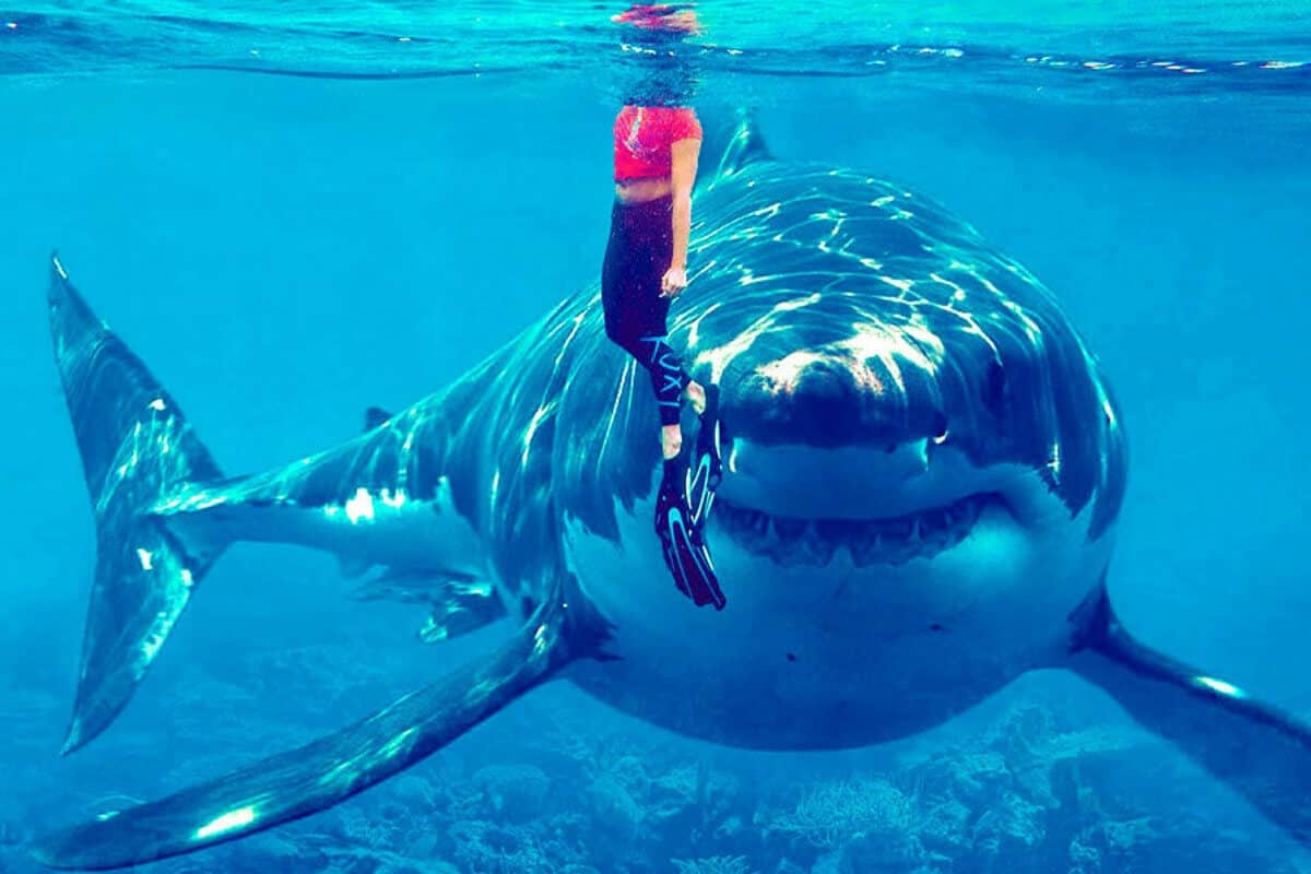 Tiburones en Cancún - Los tiburones pueden avistarse en el mar