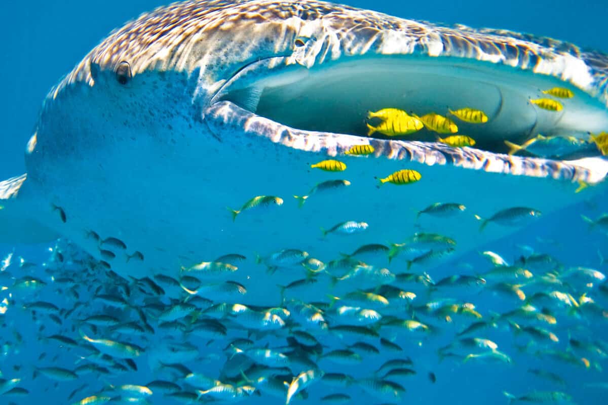 Tiburones en Cancún - Qué actividades se pueden hacer